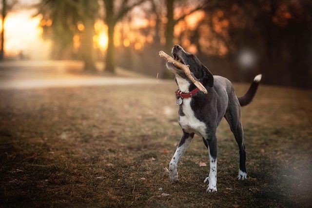 JenniferVapes's tweet photo. Reposting @tari.adventures: - via @Crowdfire 
It's lunch time in Berlin. Time for me to chew on a stick 😂
.
.
.
.
. 
#berlindogs #dogsofberlin #dogsonadventures #adventuredog #hikingwithdogs #campingwithdogs #dogsonhikes #dogphotography #hikingdogsofinstagram #thegreatoutdogs https://t.co/EFQ09MPilJ