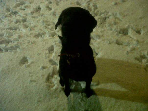 On All Fours - Dog Walking Service, Doncaster tweet media