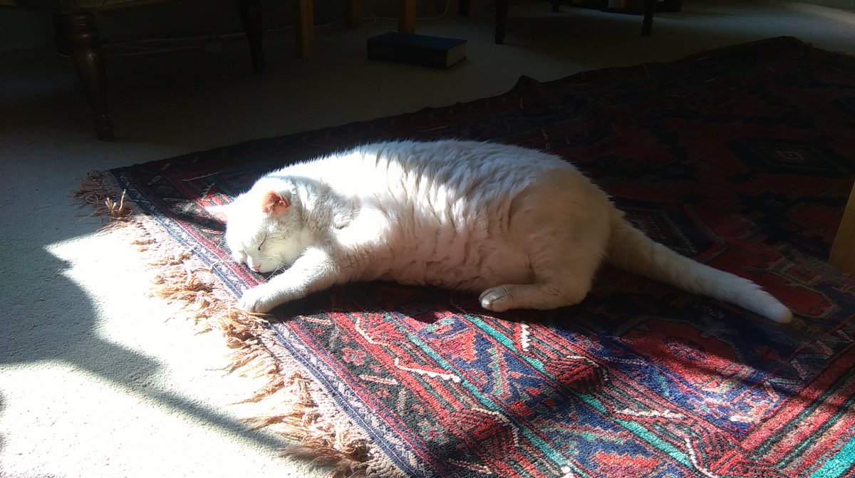peterdyke49's tweet photo. #SaffronTheCat enjoying some sunshine without actually going outside https://t.co/9QglREy60r