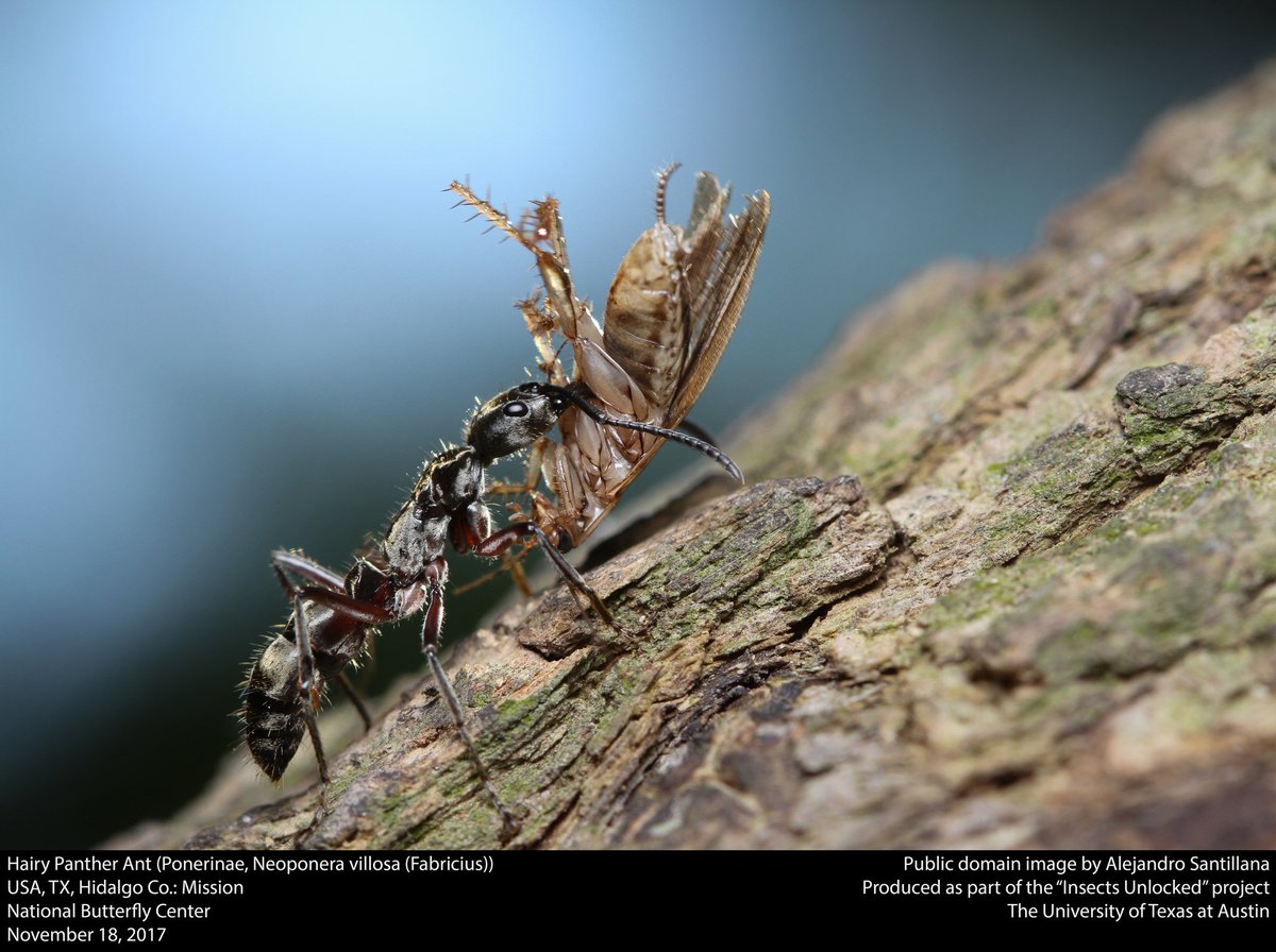 A Neoponera huntress ant makes off with an unlucky cockroach. New public domain image by @SantillanaAle!