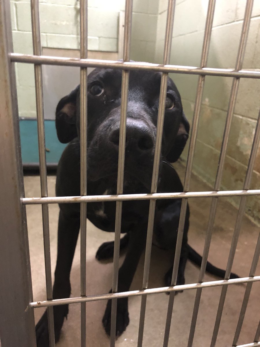 SkylarAbernathy's tweet photo. If you’re looking for a new best fren, here’s 2 that need to be adopted! I’ve paid for both of the adoptions of these good boys so they are FREE!!They are at the Animal Welfare of Midwest City.

Please RT this so it makes it a little easier for them to be adopted. 🐶🐾❤️ https://t.co/oJbwhvViav