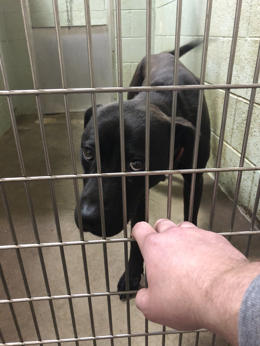 SkylarAbernathy's tweet photo. If you’re looking for a new best fren, here’s 2 that need to be adopted! I’ve paid for both of the adoptions of these good boys so they are FREE!!They are at the Animal Welfare of Midwest City.

Please RT this so it makes it a little easier for them to be adopted. 🐶🐾❤️ https://t.co/oJbwhvViav