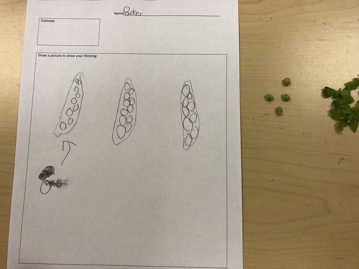 MeghanOh_'s tweet photo. Exploring pea pods with @HGMathCoach for kinder #threeacttasks from @gfletchy   The mess was worth it to get the wheels turning! https://t.co/YWrYOPsyVs