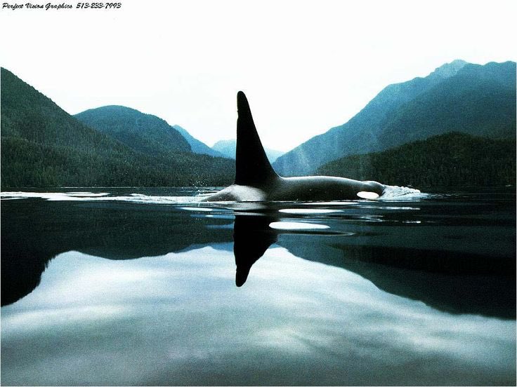 Orca. As they should be - free and wild.
#orca #blackfish #saynotocaptivity #killerwhale