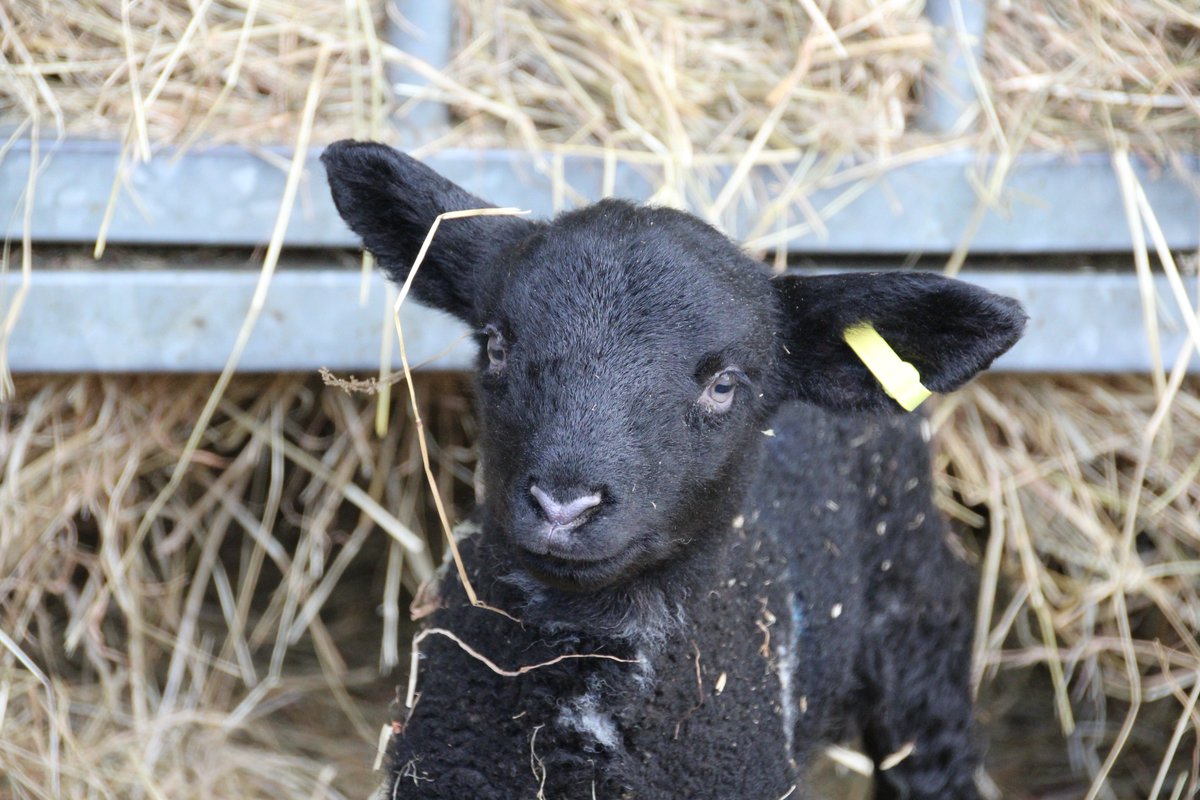 PurstonLamb's tweet photo. Wrapping up warm in straw ready for the Beast... @FarmersWeekly #lambinglive #BeastFromTheEast https://t.co/7V6hYUDImN