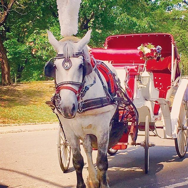 Hay, girl!
Just #horsingaround in #centralpark 😋🐴
.
.
.
#horseandcarriage #nyc #nyclife #feelingadventurous #newyorkadventures #findyournyc #tourguidemagic #horse🐴 #horsehumor #carriage #manhattan #seeyourcity #trueyorkcity #dametraveler #shetravels … ift.tt/2t4rwEa