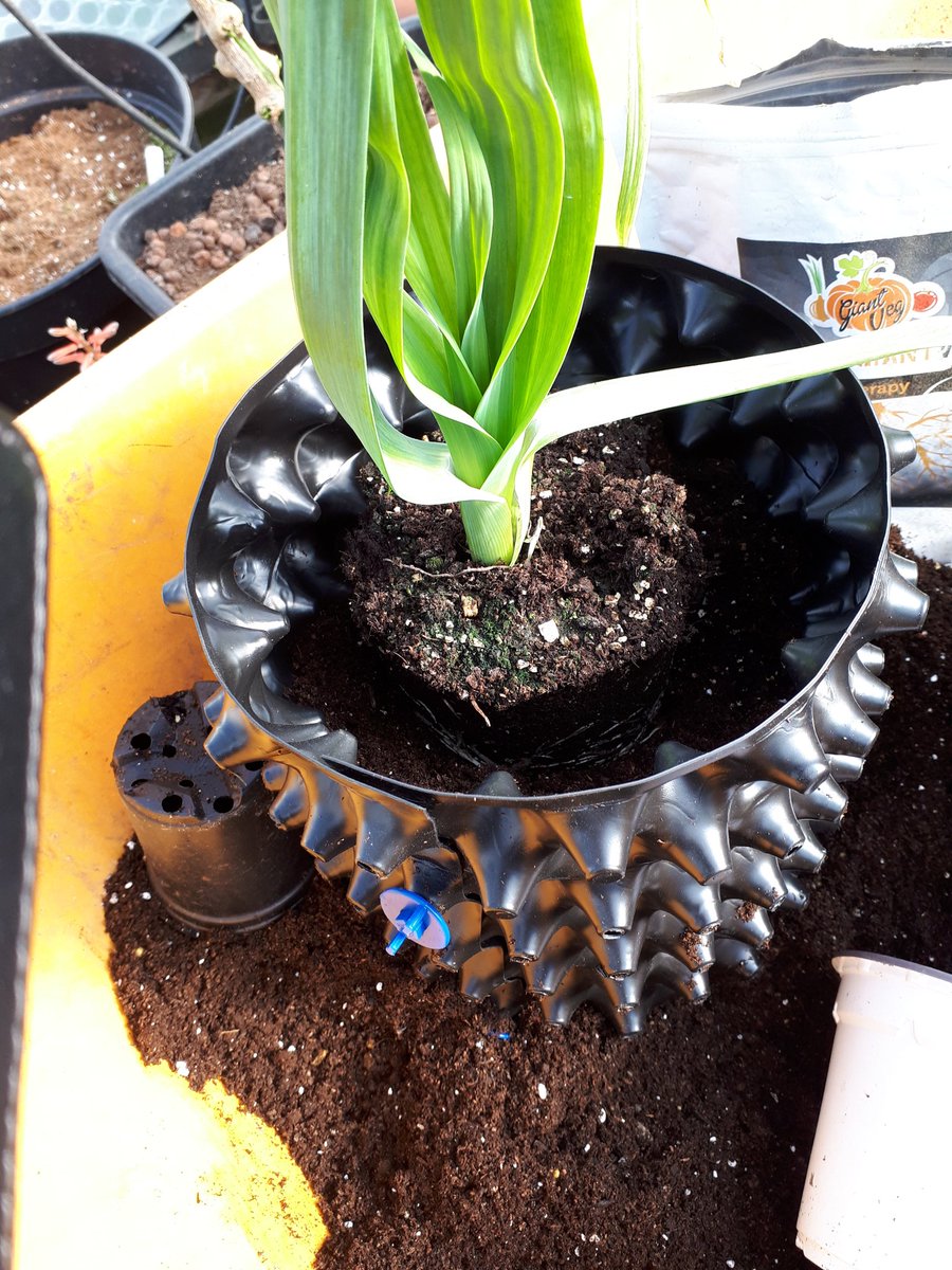 GiantVeg's tweet photo. Leeks potted on into the AirRAP pots @4Hydroponics @autisticgardner @mr_plantgeek @NutGrowSystems https://t.co/3BvwQmtPUP