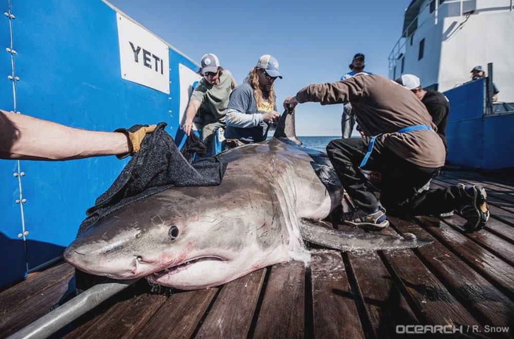 OCEARCH's tweet photo. 12ft 1326lbs white shark @HiltonTheShark pings off Little St. Simons Island! https://t.co/FzVLC1cy0C https://t.co/m8iKaPiQQ2