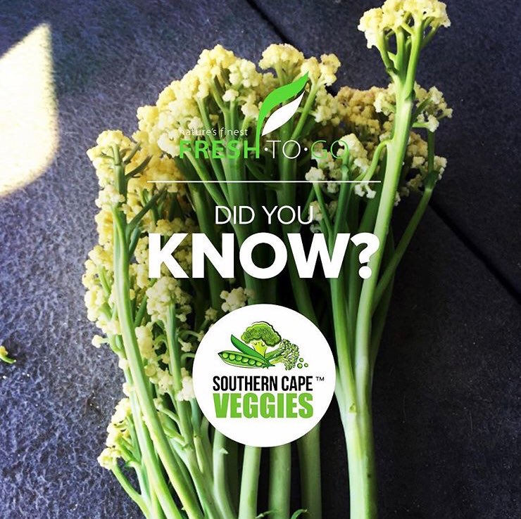 FreshToGoSA's tweet photo. #LookingForFiorettoCauliflower?
Your search is over!
Contact #SouthernCapeVeggies.
All our products have full traceability – from #SeedToFork.
We supply #QualityProcessed #Vegetable and #Salad #Premium #FreshProducts to clients both locally and internationally.
#FreshToGo
#FTG https://t.co/WVYcOAjQ4O