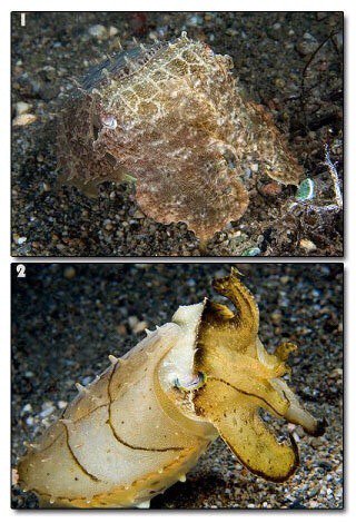 GenreFodder's tweet photo. Cuttlefish camouflage #animals #evolution #wtf #cuttlefish #genrefodder #shapeshifter https://t.co/FnJzJ15jlb