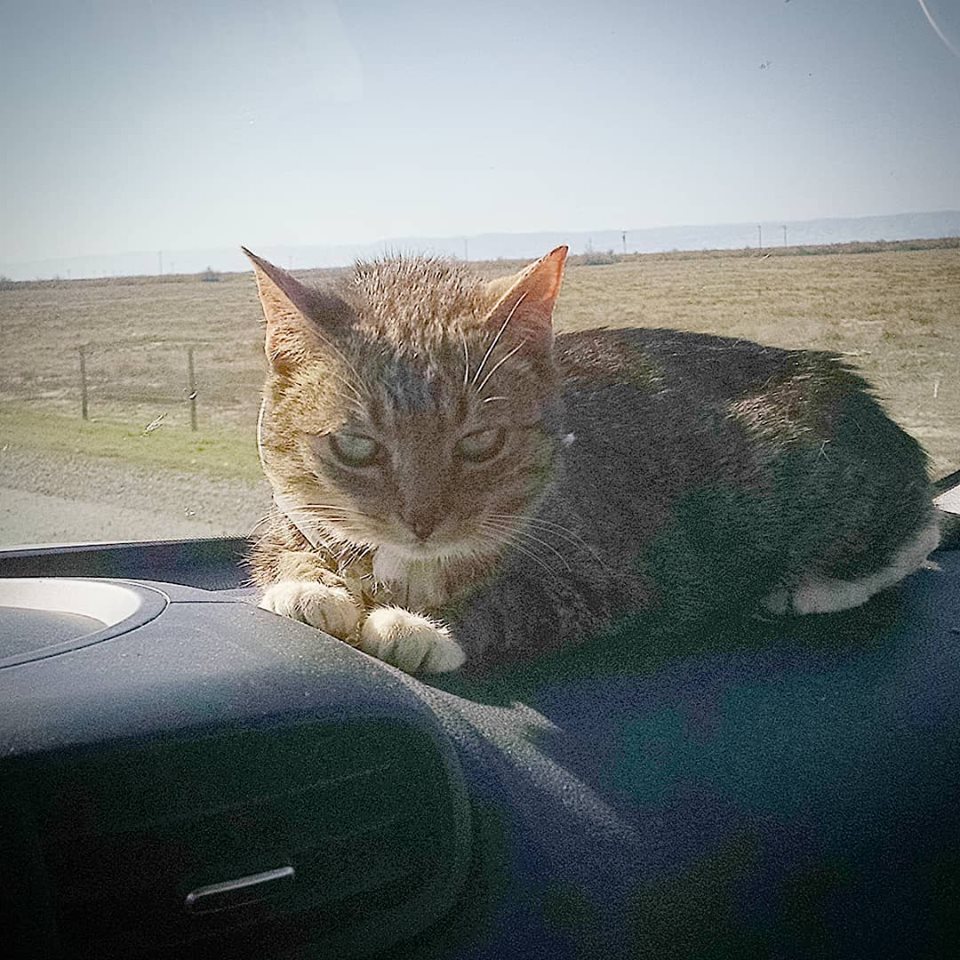philleirness's tweet photo. 7 weeks ago, @TheFuzzAldrin wasn't supposed to make it. Now, she takes road trips! Her strength, a great medical team and donations from many wonderful souls have made a happy ending possible. With your help, she can get the esophageal tube removed soon! https://t.co/UFrf1MRvpP! https://t.co/JYXFL8x2j9