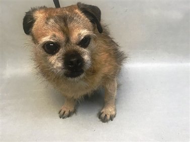 JUST ADDED! YOSHI - 21678 

Follow me here for more info and status updates: nycdogs.urgentpodr.org/yoshi-21678/