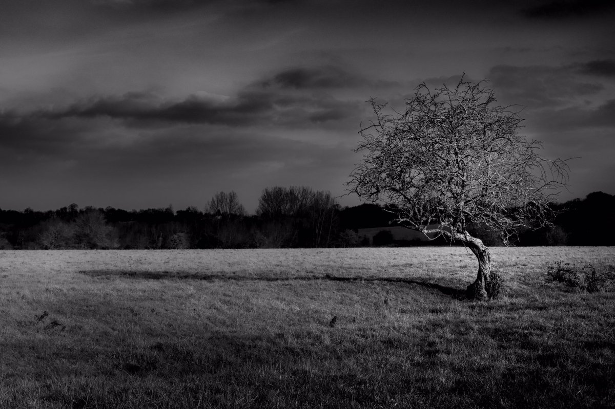 mkench's tweet photo. One of the lesser photographed trees in the Deadham Vale?
#Deadham #Suffolk #blackandwhitephotography #landscapephotography #blackandwhite #lonetree https://t.co/HVIiPbZ5NE