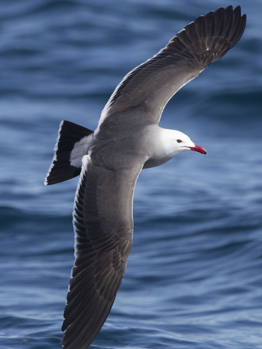 Adult HEERMANN'S GULL just stunning at moment, most gone to Mexico to breed but a few still around #SanDiego 25Feb2018 #seabirds <a href="/CanonUSAimaging/">Canon USA Corp.</a>