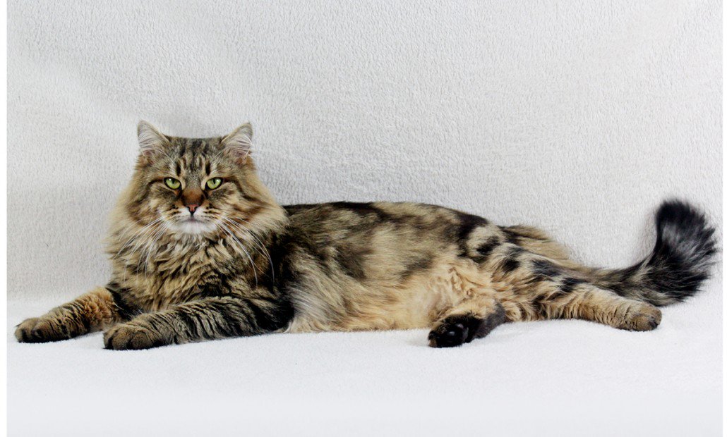 Сибирские кошки - Породы кошек с фотографиями - Котостудия