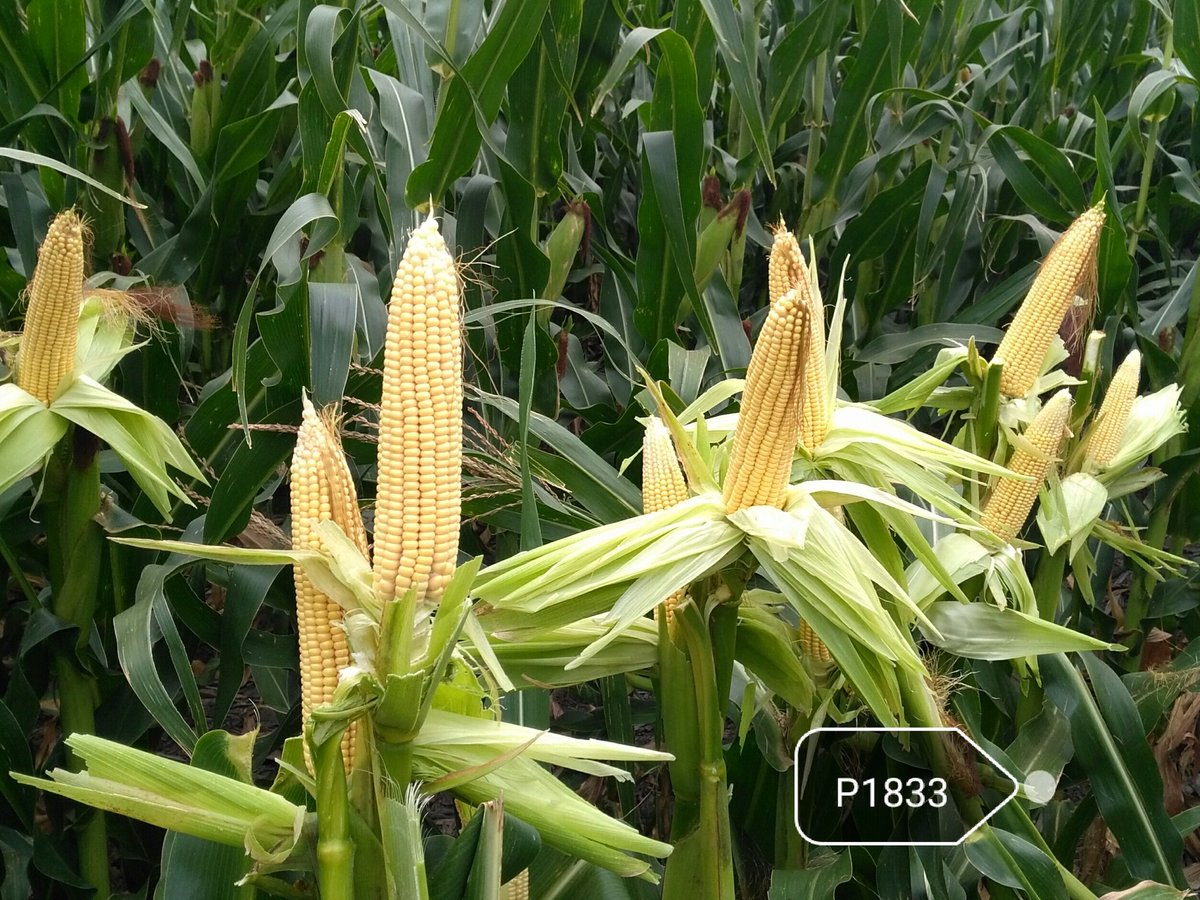 Dealers_Pioneer's tweet photo. Hoy recorrimos #StripTest en la zona El Triángulo en #TresArroyos #NuevosHíbridos #Maíz #Sudeste https://t.co/ty50LaBVQK