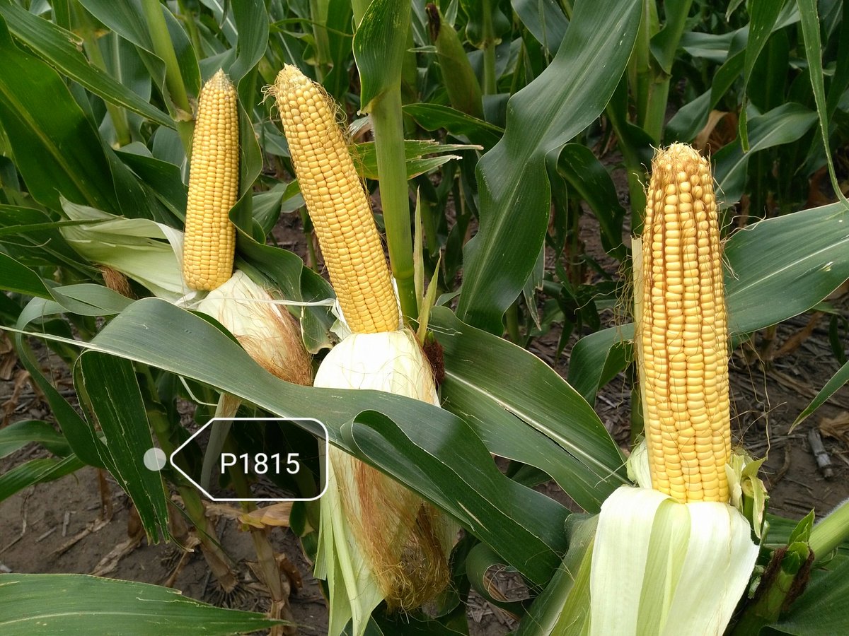 Dealers_Pioneer's tweet photo. Hoy recorrimos #StripTest en la zona El Triángulo en #TresArroyos #NuevosHíbridos #Maíz #Sudeste https://t.co/ty50LaBVQK