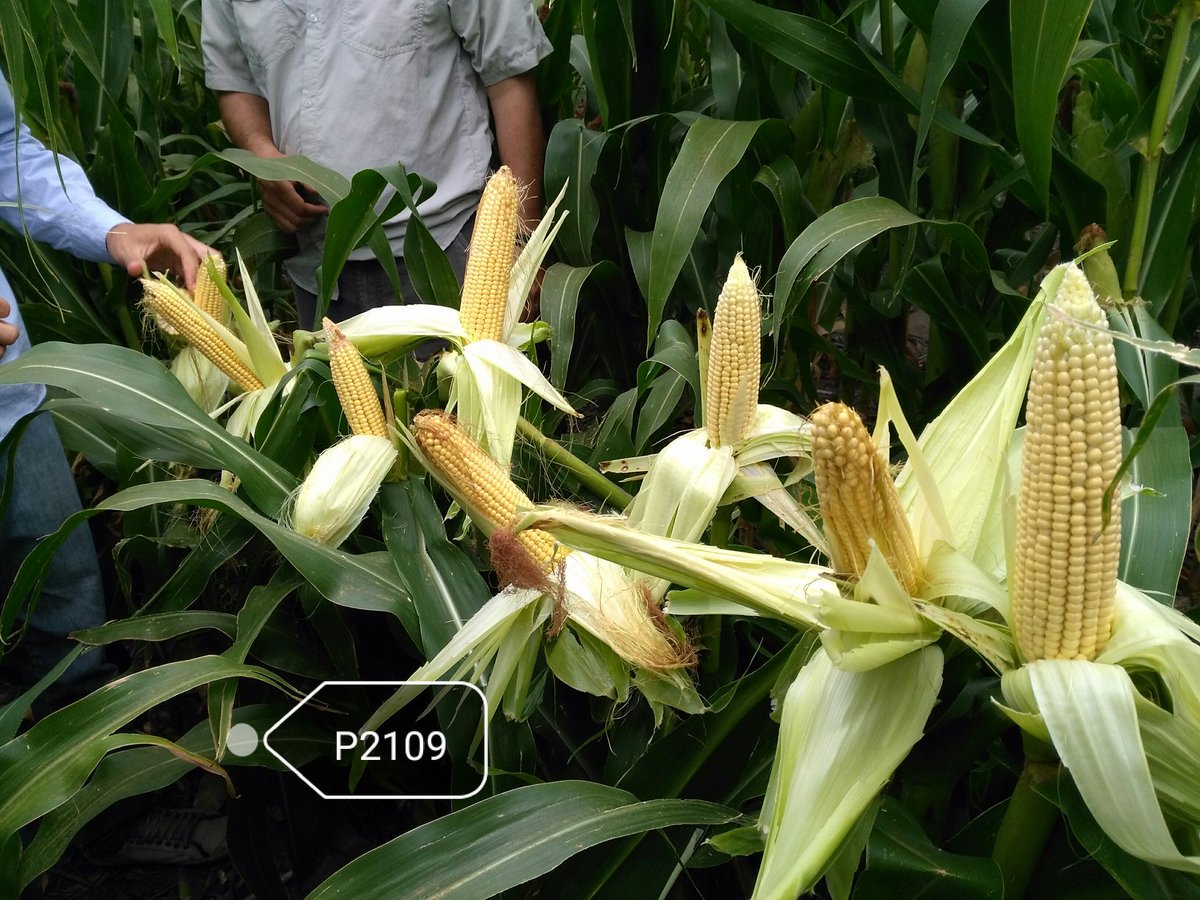 Dealers_Pioneer's tweet photo. Hoy recorrimos #StripTest en la zona El Triángulo en #TresArroyos #NuevosHíbridos #Maíz #Sudeste https://t.co/ty50LaBVQK