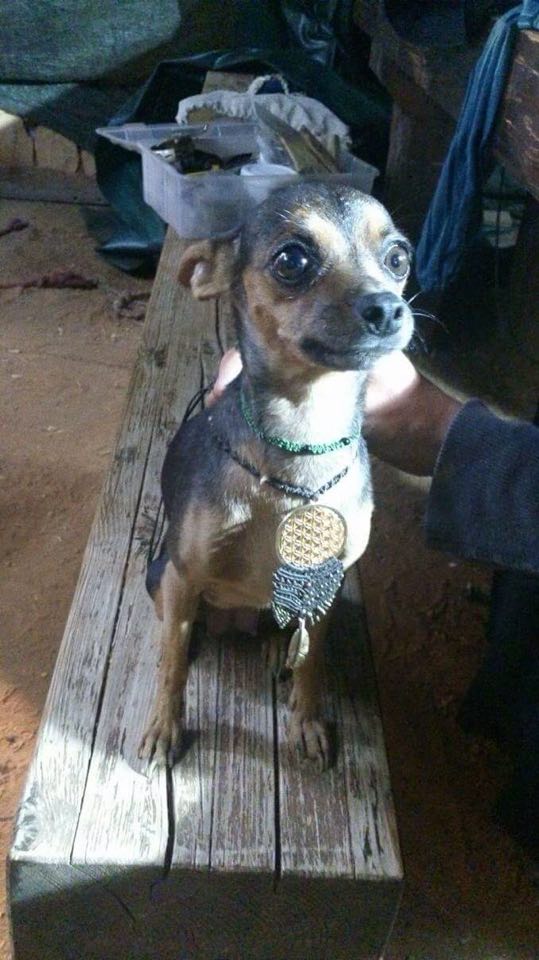 realBitcoinClub's tweet photo. Welcome Chili, our new club president, as long as Satoshi Nakamoto is absent, she will do the job! She gratefully accepted her position and promised to lead #BCH to the moon! #DogsAreBetterLeaders #HumansFail #DogsForPresident https://t.co/36JDv5udtP