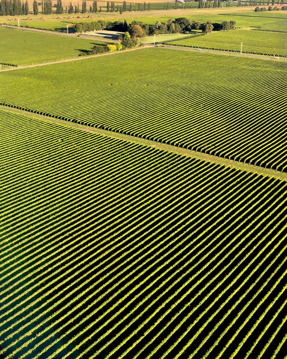 nz_wines's tweet image. マールボロ。ニュージーランドワインの最大生産地。
#ニュージーランド