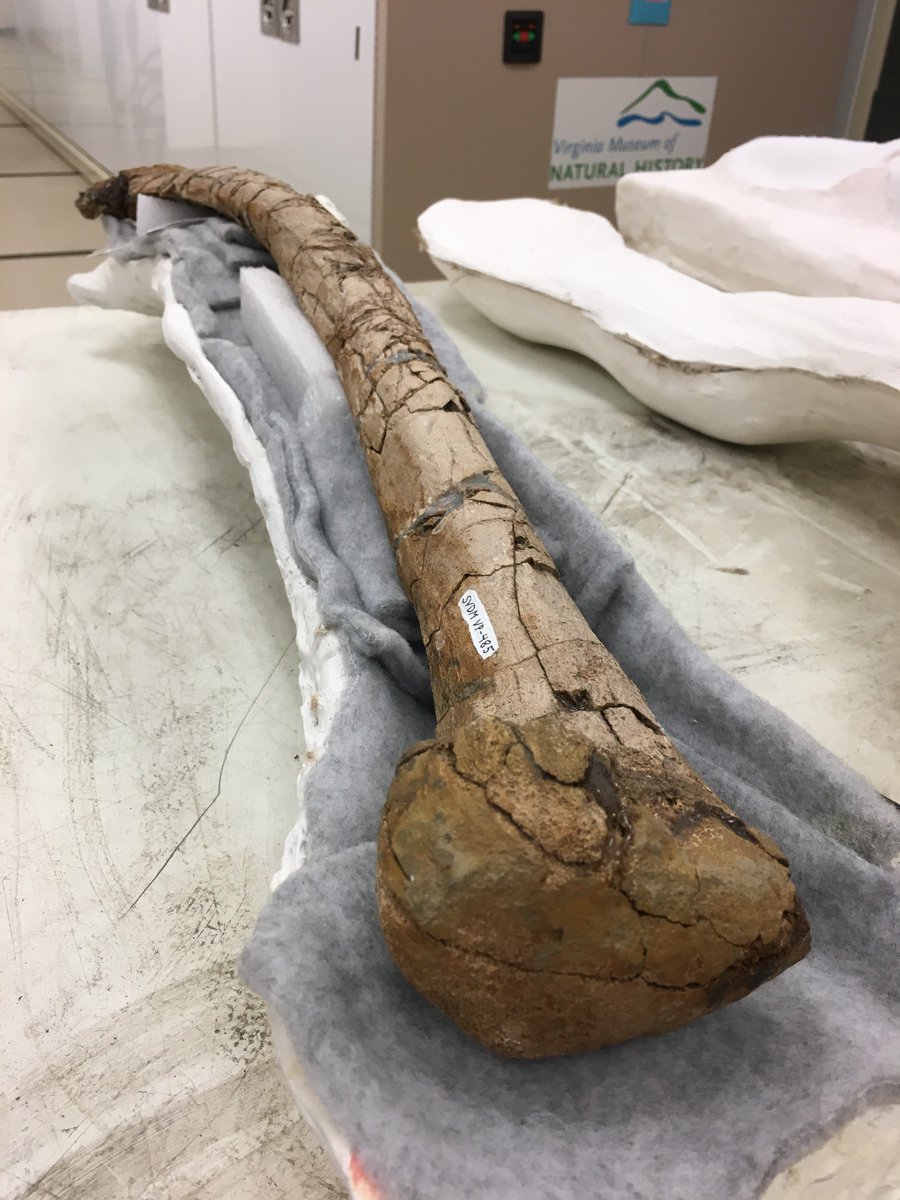 Dr_CrocoGator's tweet image. Getting caught up on podcasts and appreciated the shout-out by @IKnowDino in the next-most recent episode (168) about our recently funded digitization grant through the Bureau of Land Management! #Dinosaurs #FantasticFossils #iDigBio

iknowdino.com/glacialisaurus…