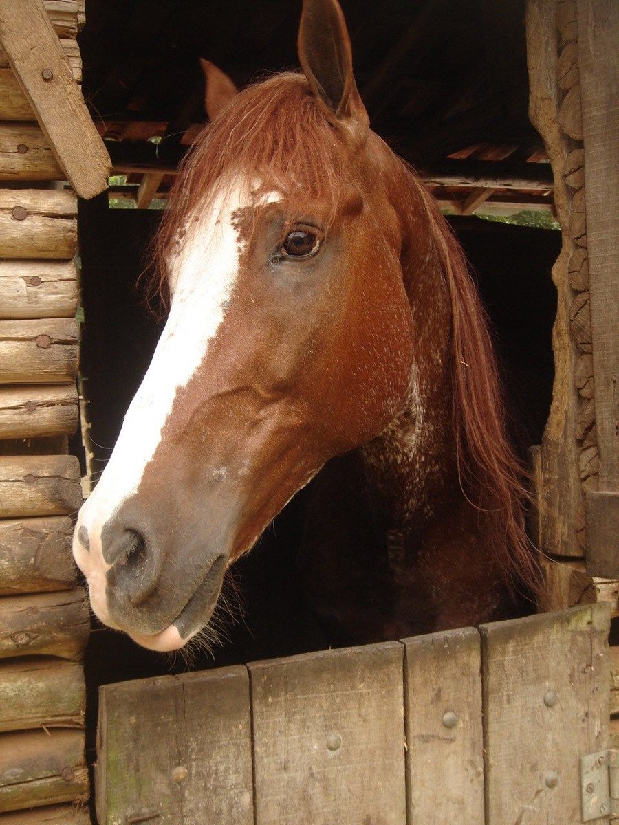 RIP_Pets's tweet photo. "Pandora our pet pony passed away last year... In our mind's eye, we see her cantering again and hear her neigh of welcome...Heaven has an #angel back again." Read Pandora's full tribute here: https://t.co/UJbvNeKYEA #Ponies #RIPPets #PetsAreFamily https://t.co/B9N908UBer