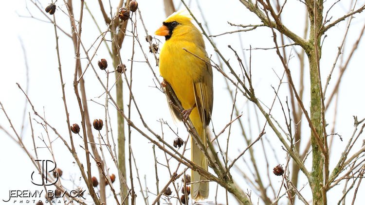 chicagotribune's tweet photo. "A one in a million mutation": Image of yellow cardinal captured by photographer @JeremyBlack13 dazzles the internet https://t.co/yMQU5JUO6Q https://t.co/VY6s03575a
