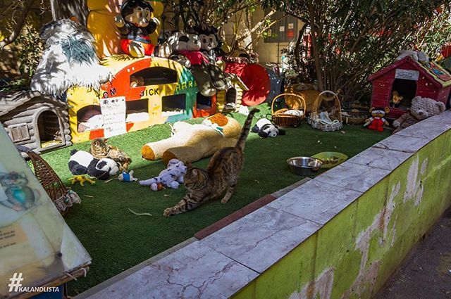 kalandlista's tweet photo. #malta #maltacats #sangiljan #stjulians #stjuliansbay #spinolabay #catvillage #catvillagestjulian #catvillagemalta #homelesscat #friendlycats #maltacalling #maltasightseeing #maltalovers #catslovers #maltesecats #maltaanimals #maltaguide #maltagram #trav… https://t.co/46rUWpHDNq https://t.co/0FGFjZRQww