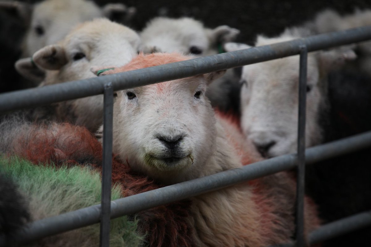 Work continues on Daren Bartlett's documentary <a href="/DogandStick/">Dog&Stick</a> #herdwick #Cumbria #LakeDistrict bantamfilms.com/a-dog-and-a-st…