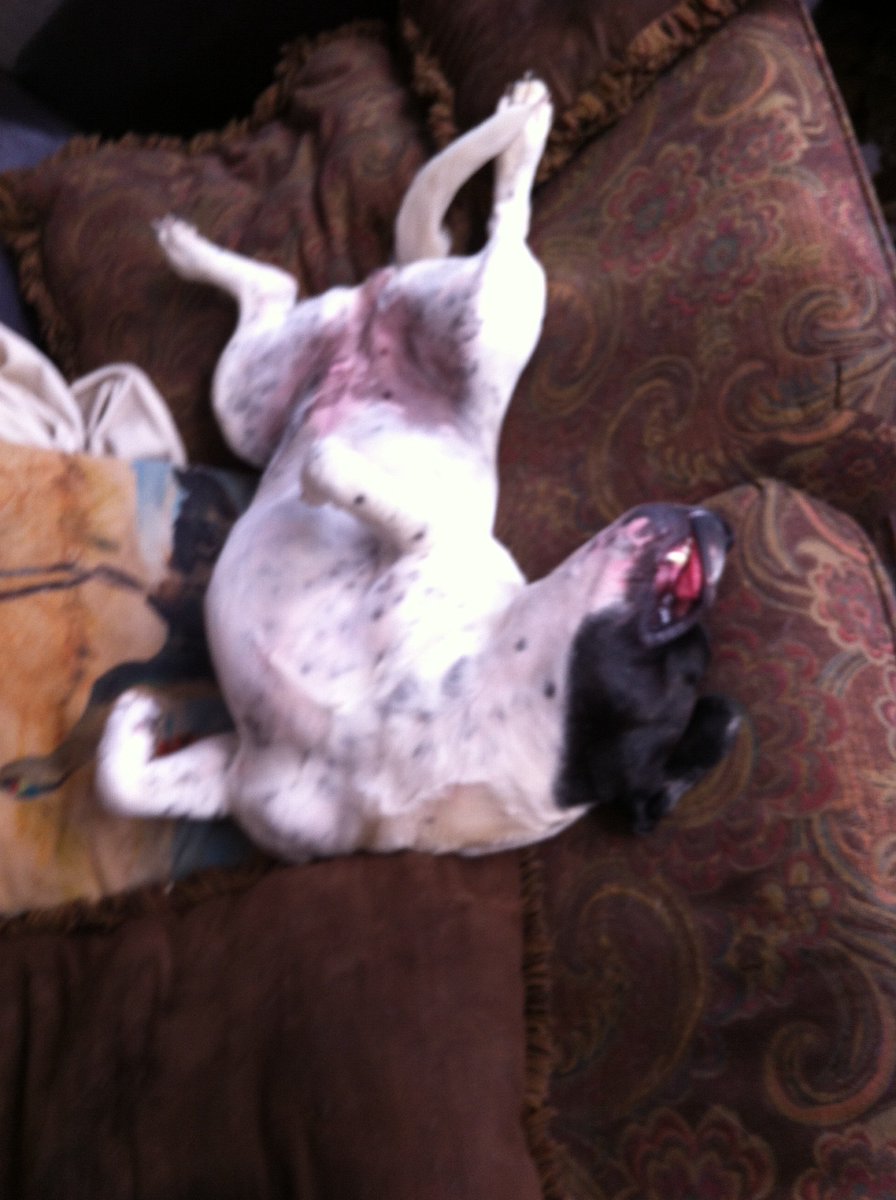 AmeriCannaBlunt's tweet photo. Uma knows best 
It's #siesta time . Flea less peace w BYeast .
You can get brewers yeast nutrition #k9 #cbdchews for less than $40 on https://t.co/wzEeds4ZvJ 
We do our best to help you
Love your fleabus pal w the best for less :0) #canineCBD 
#pethealth https://t.co/G6Cndf80Qe