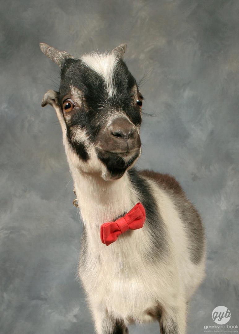 GreekYearbook's tweet image. Meet Pinto Bean! The Fraternity Goat of @kappasigucm #gybCMOTW #KappaSigma #ΚΣ #KappaSig#KS #UCMerced #UC #Merced #FratGoat