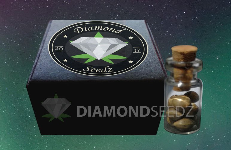 diamondseedz's tweet photo. 'ajoute le sachet hermétique pour le transport optimal des graines de collection ? #seeds #420 #autoflowering #regular #feminised #grainesdecollection https://t.co/ZGlQAJaG2l