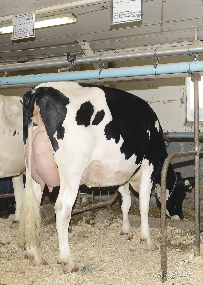 250HO12128 THOREAU brings solid production with high Type! He sires open, dairy frames and beautiful udders. Add him to your herd today and you can look forward to daughters like Pavico Thoreau Alvina (VG-86-VG-MS).