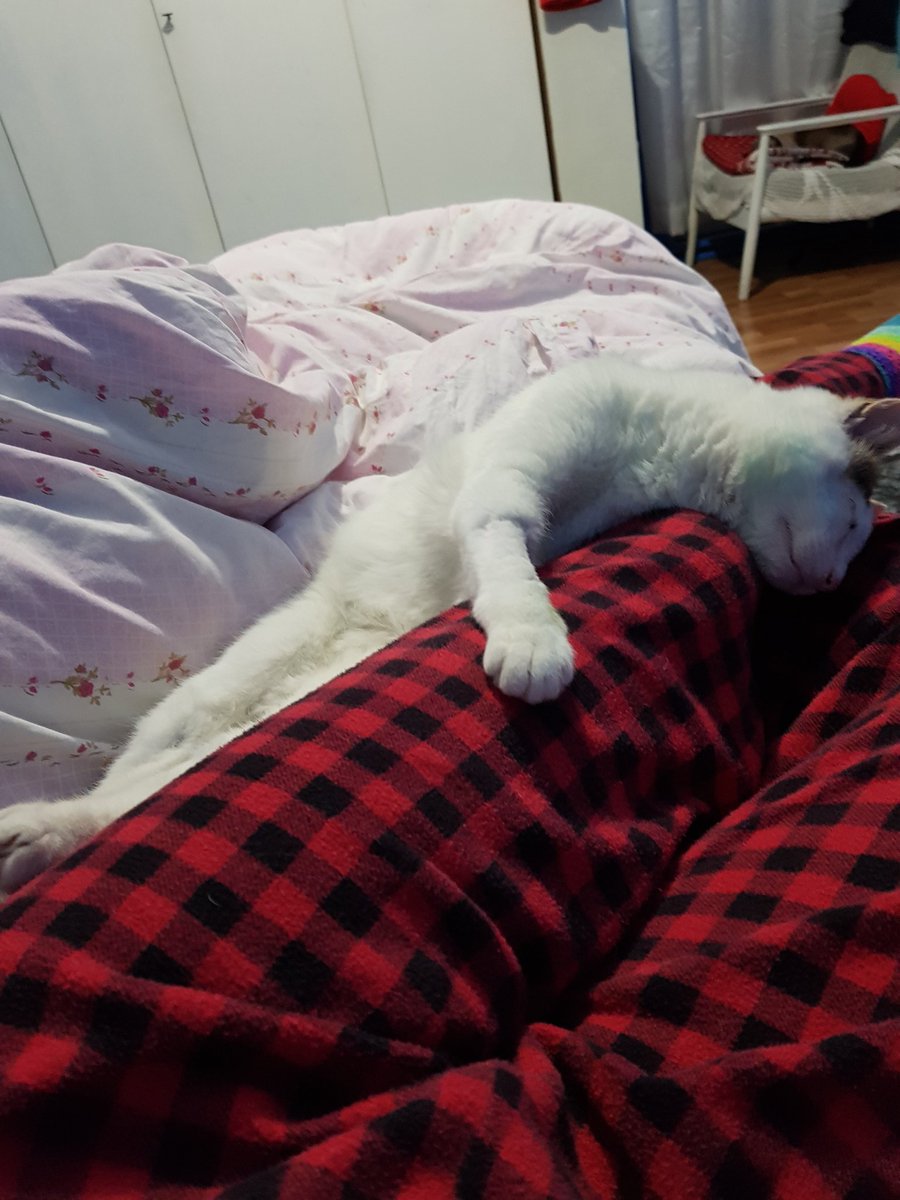 Tek göz Sami  05554044044
7 aylık adamın dibi. Korumacı sahiplenici ve gırıl gırıl. Engeli yok. Sami uçar ama Sami kaçmaz. Bir pembe dudak bir pembe burun. Geçmişine sünger çektik. Geleceği yeni bir yuva umuduyla bekliyoruz.