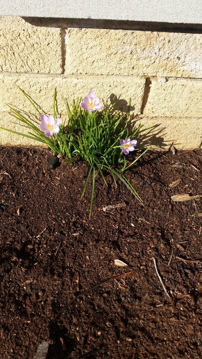 VanDyke___'s tweet photo. Snow day?
What snow day?
Proof positive spring's right around the corner! https://t.co/20WNllXHNd