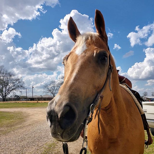 LakotaTrailers's tweet image. &quot;Loving the Alabama sunshine with my own little Ray of sunshine 💕💕💕 had a GREAT ride on Prince William!
#powerfulconnection #william #lakotayoungprofessionals #lakotaypa #aqhaproud #aqha #phba #aqhya #yellaman #phbaproud #hearthorse 📷: @powerful_connection &quot;