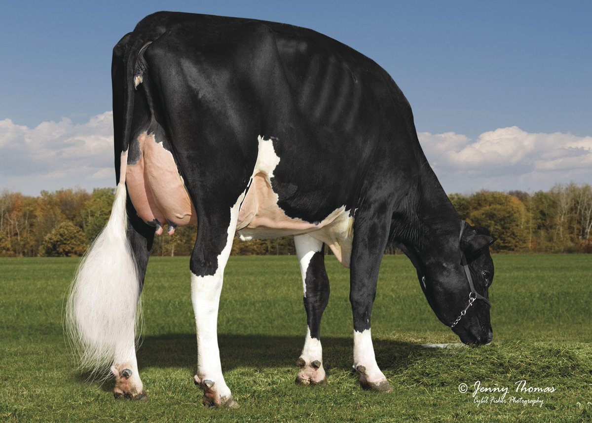 SelectSiresInc tweet picture
