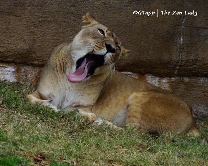 thezenlady's tweet photo. Zoo Photo of the Day - What a tongue!
Shatari, lioness @TulsaZoo
#TonguesOutTuesday #TulsaZoo #photooftheday #wildlifephotography #zoophotography #lioness #lion #bigcats #shatari https://t.co/mMCGRX43Bu