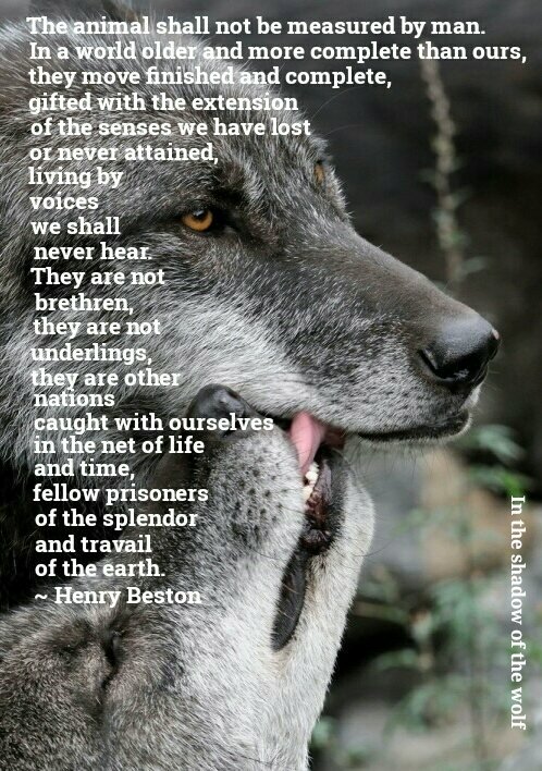 AEAllen27's tweet photo. "...they are other nations caught with ourselves in the net of life and time, fellow prisoners of the splendor and travail of the earth."

#StandForWolves https://t.co/2PD072rkek