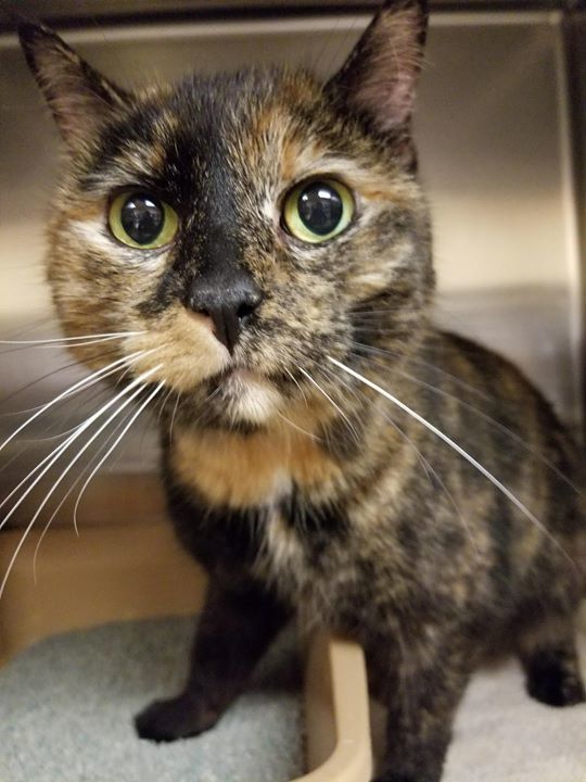 cobbkitties's tweet photo. **Senior Alert**  15 yr old Fluffy with all 4 PAWS DECLAWED has been surrendered by owner! 

This is Fluffy. Fluffy is a super sweet and talkative senior with a beautiful, bunny soft coat. Fluffy’s owner turned her in due to financial reasons.  She was f… https://t.co/MuEV0hpaji https://t.co/PFHqX9aErM