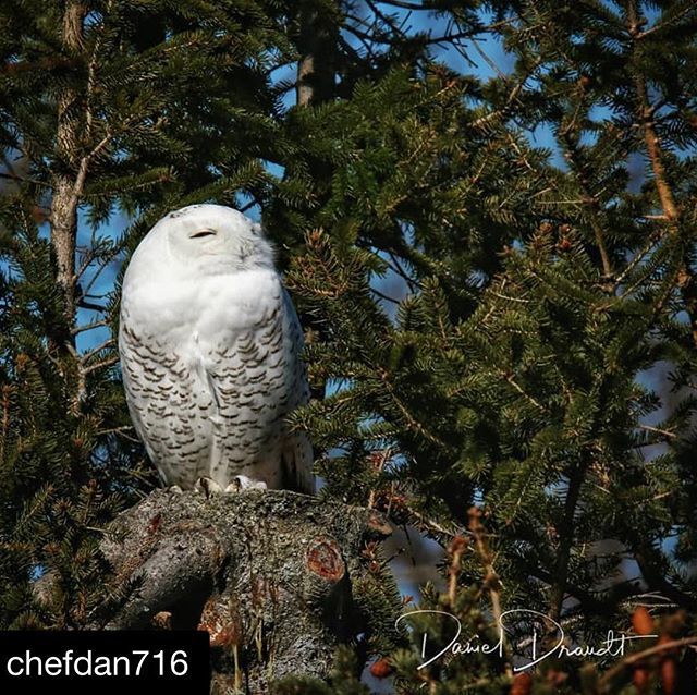IGersBuffalo's tweet photo. Hope your night is a hoot! Nice shot by @chefdan716 ! 📸🤩🦉 #Repost @chefdan716 with @get_repost
・・・
Thinking about heading back home
.
.
.
.
.
.
.
.
.
.
#owlphotography #owl #owl_insta #owl_lovers #owl_feature #tamron150600mm #canon #canont6i #nat… https://t.co/Gl4QQeOkSE https://t.co/LbR1nhxMiY