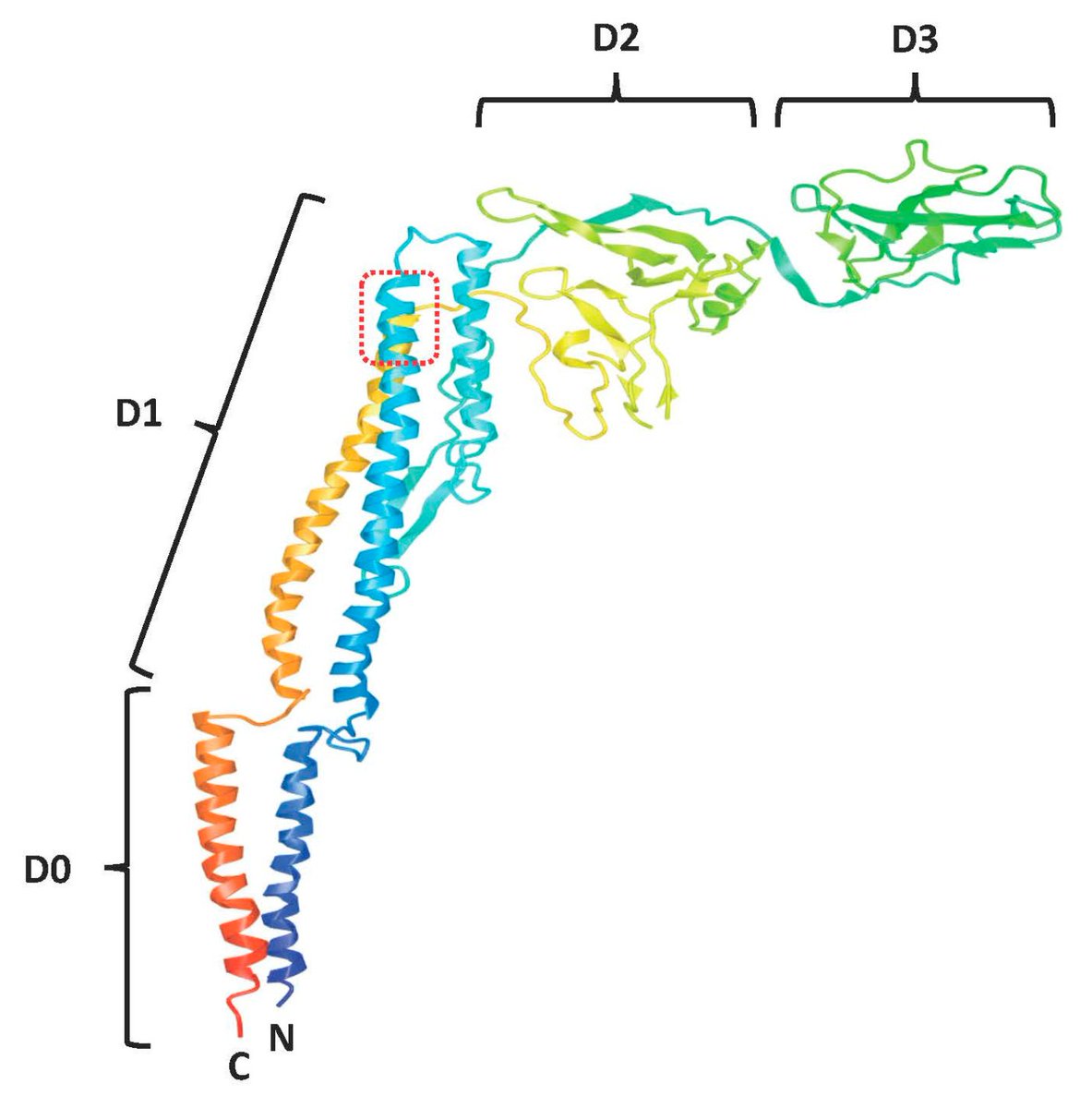 VirusesMDPI's tweet photo. Paper DNA #Vaccine-Encoded Flagellin Can Be Used as an #Adjuvant Scaffold to Augment #HIV-1 gp41 Membrane Proximal External Region Immunogenicity by Gerasimos J. Zaharatos and colleagues.
🔗https://t.co/T1qlo2M9Qh #MPER https://t.co/6rpDIN4kpy
