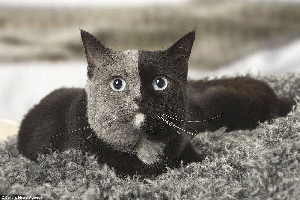 BestLife_Pets's tweet photo. How amazing is this cat's fur?!  #catlove #catlady #catmom #catdad #catparent #catlover #lovecats #happycats #catfact #catsoftwitter #cathappiness #meow #prettycat #uniquecats https://t.co/XYugYO3awI https://t.co/XTp9GheV5F
