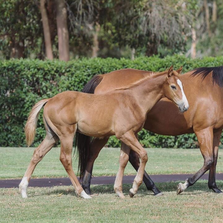 ArrowfieldStud's tweet photo. Real Impact’s foals are seriously impressive! Enternal Optimist (Flying Spur) is being offered in foal on Inglis Digital auctions to the dual G1 winning son of Deep Impact. @InglisDigital
View here: https://t.co/y31JTLJacZ https://t.co/9lwfLm7Blq