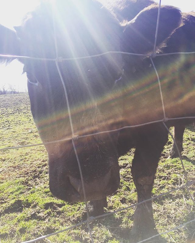 SmilesandSugar's tweet photo. I made this really amazing friend at work...then my coworker called him hamburger 😒😣 #cowsofig #roc #companywalks #hetriedtoeatmyphone #thenhelickedmyhand #basicallybffs #cowehisperer https://t.co/FjrKiUawWu https://t.co/yTT0w6ln4a