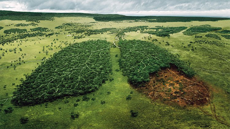 aForestReprieve's tweet photo. To trash the bush is to trash our best hope for a healthy planet ...

Without an action plan to protect our native forests from logging, how can anyone trust Labor on environment?

#BatmanVotes #AusPol #SpringSt

@alexbhathal's #GreensVote4Forests
@gedkearney's #LaborLovesLogging https://t.co/Dp2VsV0SuN