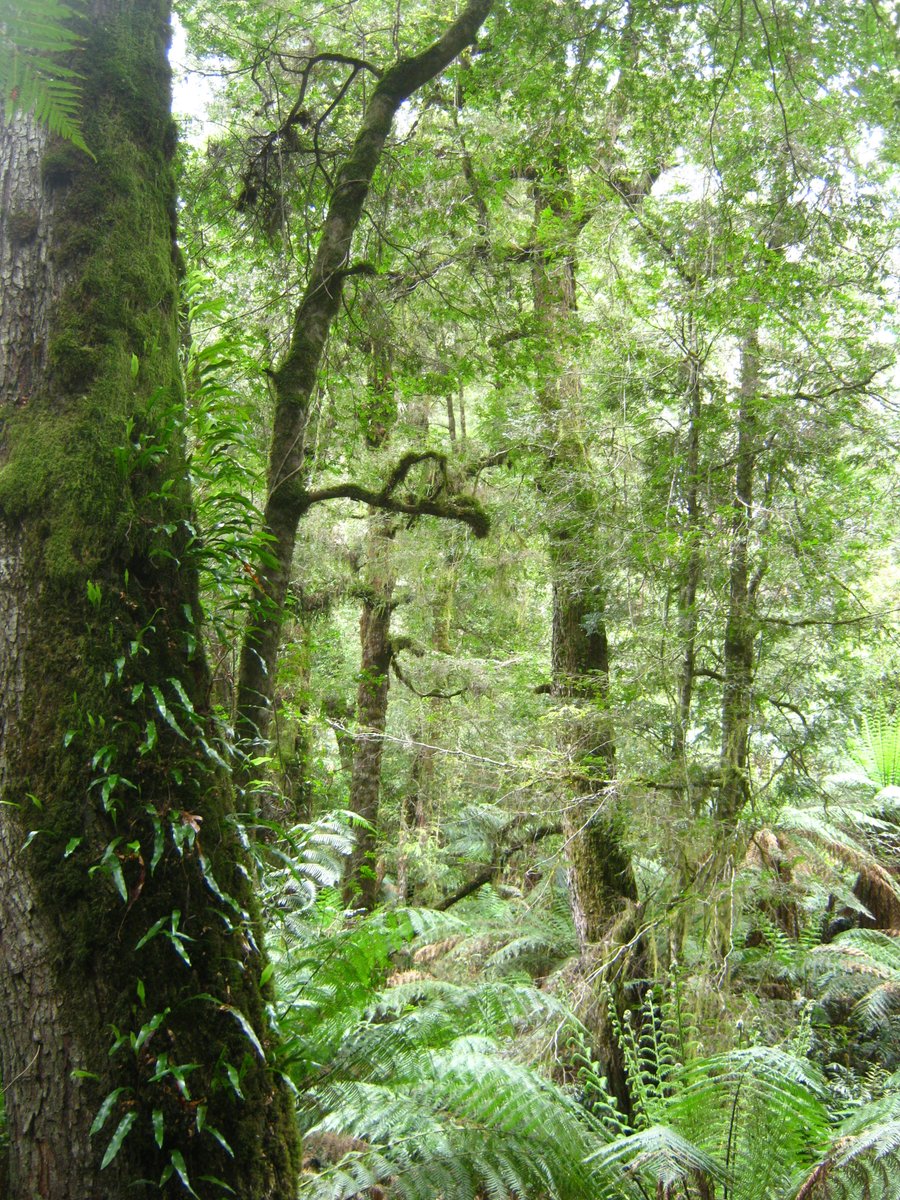 aForestReprieve's tweet photo. To trash the bush is to trash our best hope for a healthy planet ...

Without an action plan to protect our native forests from logging, how can anyone trust Labor on environment?

#BatmanVotes #AusPol #SpringSt

@alexbhathal's #GreensVote4Forests
@gedkearney's #LaborLovesLogging https://t.co/Dp2VsV0SuN