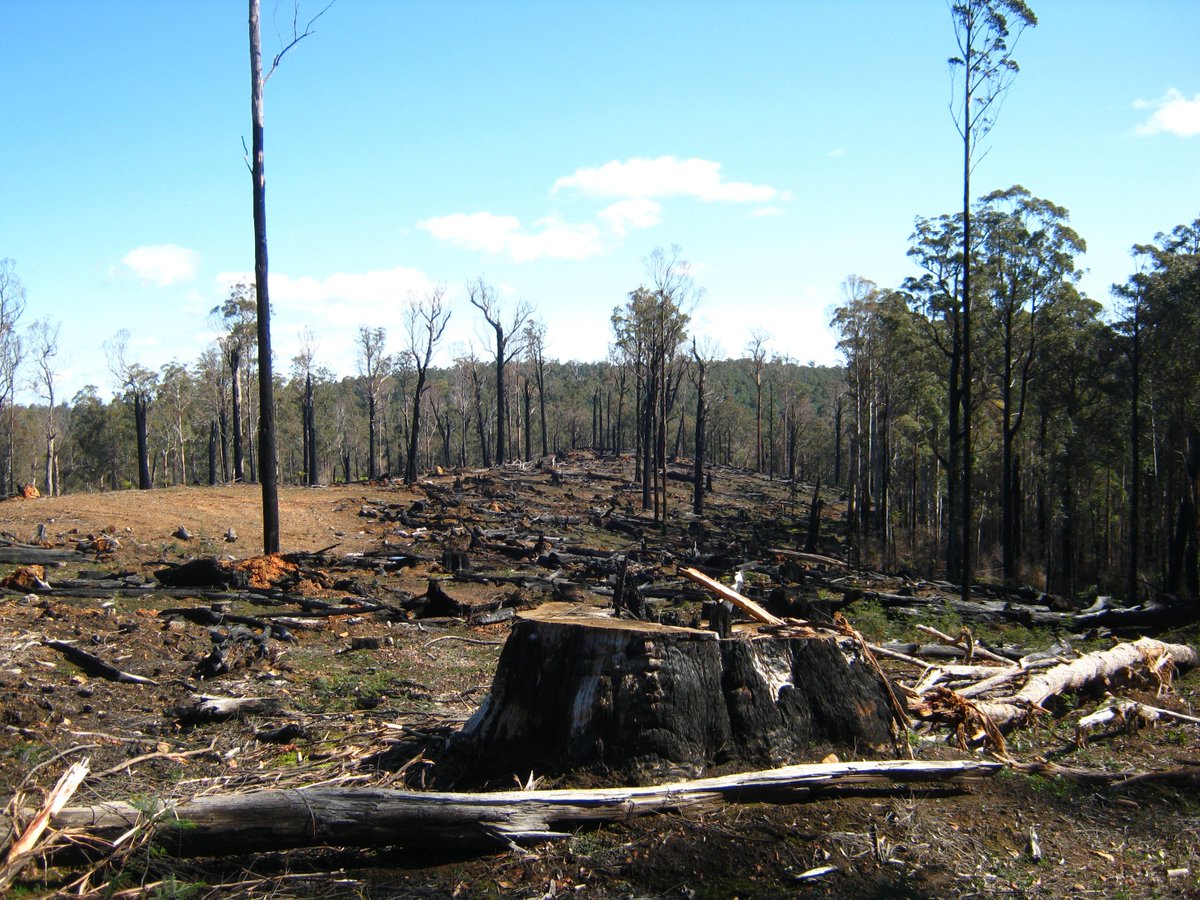 aForestReprieve's tweet photo. To trash the bush is to trash our best hope for a healthy planet ...

Without an action plan to protect our native forests from logging, how can anyone trust Labor on environment?

#BatmanVotes #AusPol #SpringSt

@alexbhathal's #GreensVote4Forests
@gedkearney's #LaborLovesLogging https://t.co/Dp2VsV0SuN