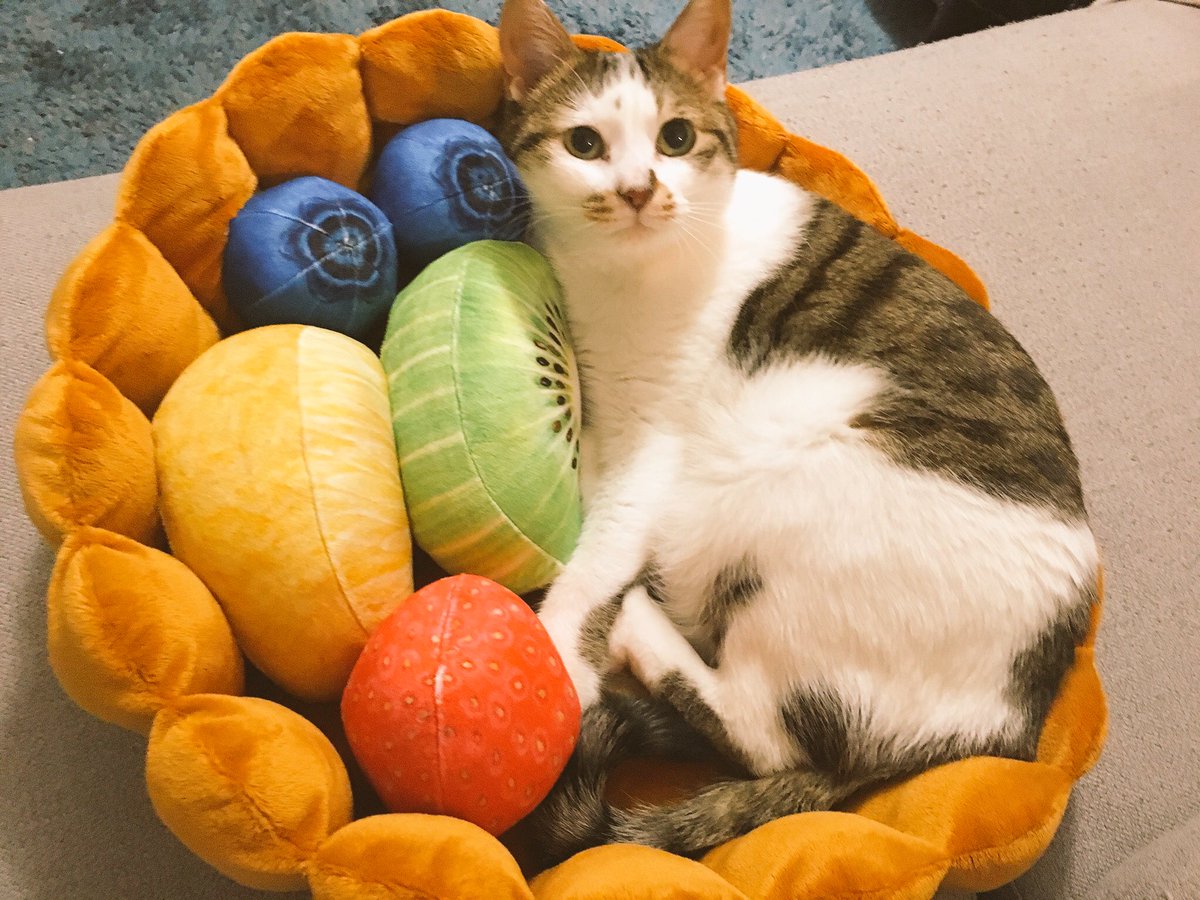 u_e_s_m_'s tweet photo. 昨日届いたー！わーい！フルーツタルト🍓🥝🍊🍇 #猫部にゃんこタルト https://t.co/5w3zIYlYcw