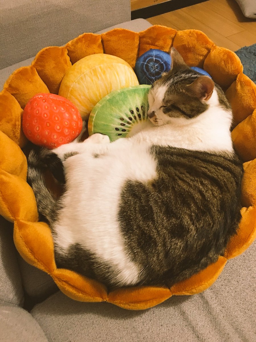 u_e_s_m_'s tweet photo. 昨日届いたー！わーい！フルーツタルト🍓🥝🍊🍇 #猫部にゃんこタルト https://t.co/5w3zIYlYcw